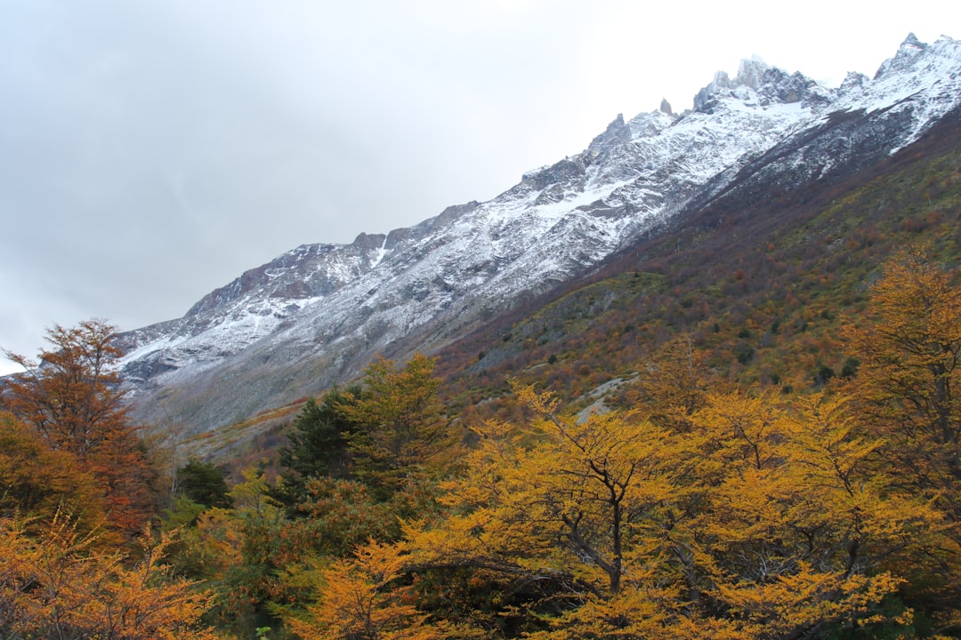 a mountain with trees and snow