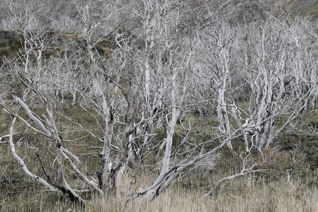 a group of bare trees
