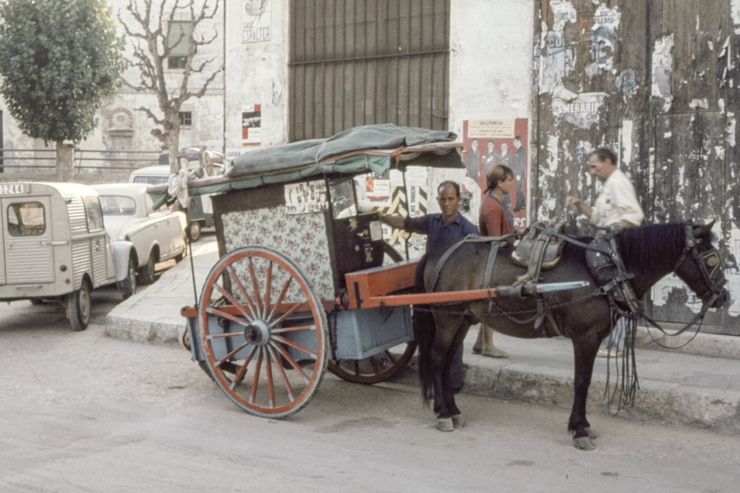 photo of black coated horse